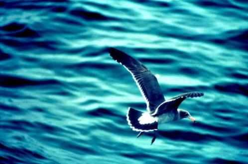 immature-california-gull-fliying-over-water-725x481